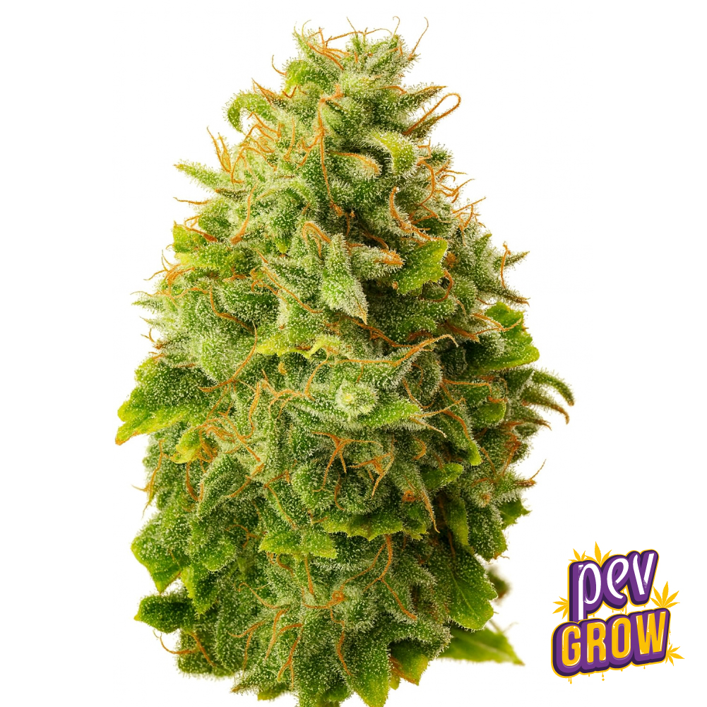 Monster Glue Spain Seeds